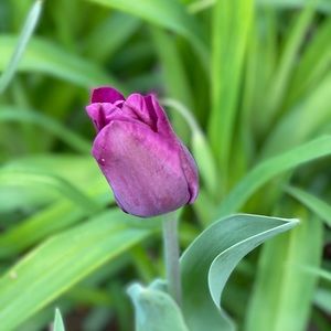 Meet your Posher, Rosa